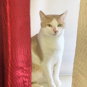 Meet your Posher, Koshin